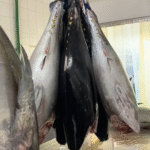 Atum Evicerado Sem Cabeça