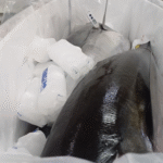 Atum Evicerado sem cabeça fresco